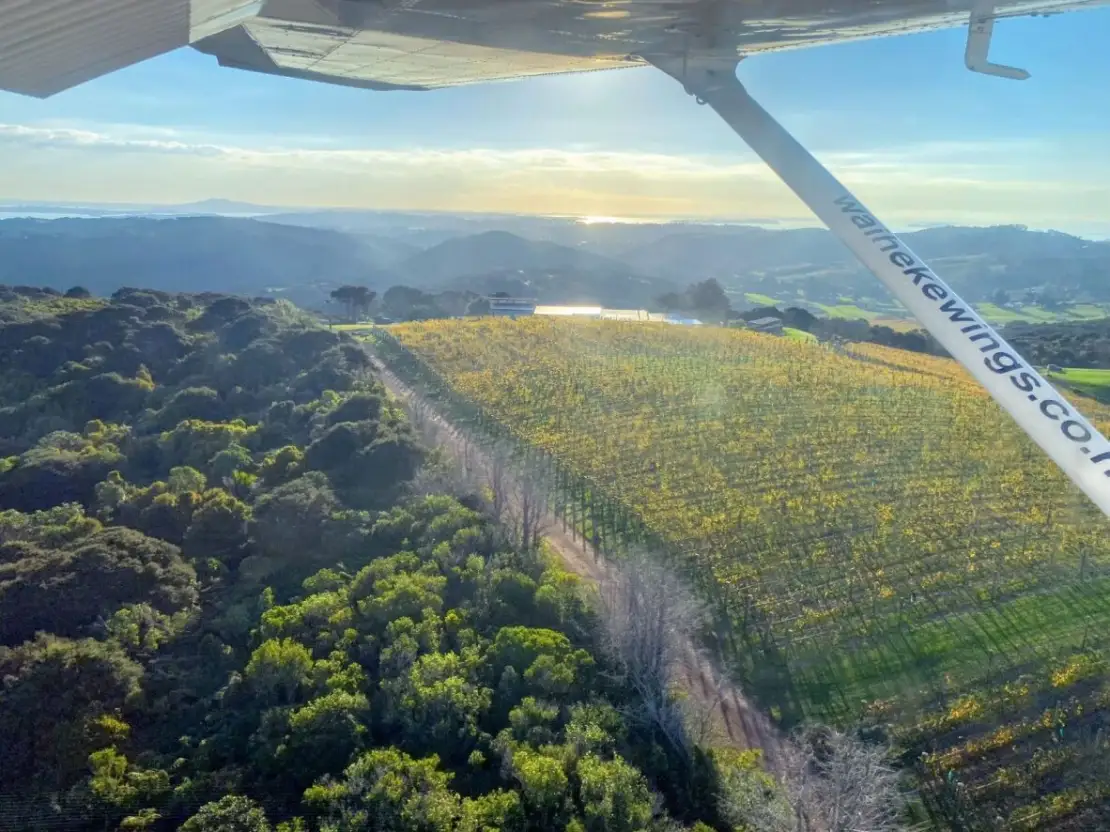 Beautiful vineyard
